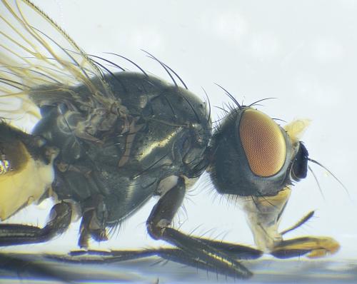 Réf. 307 132 : Delia sp.